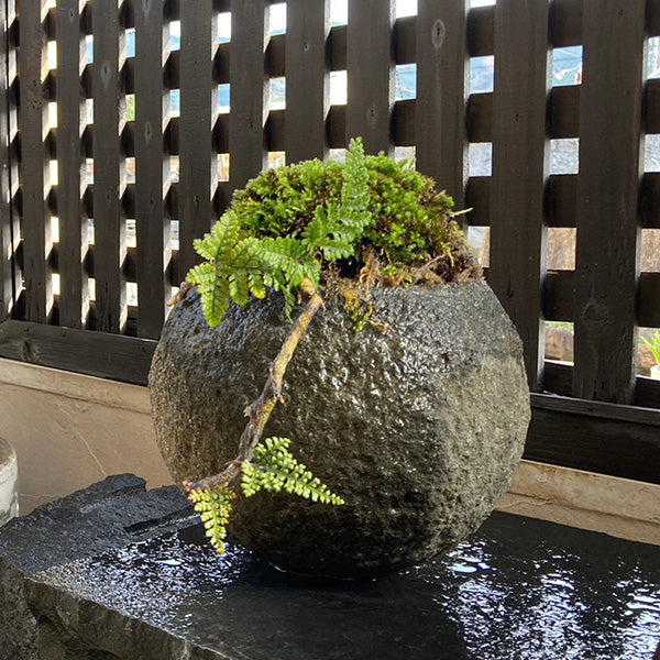 苔丸 トキワシノブ付